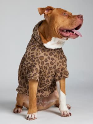 Brown Leopard / Kash