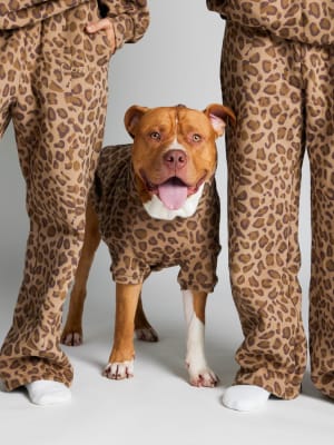 Brown Leopard / Kash