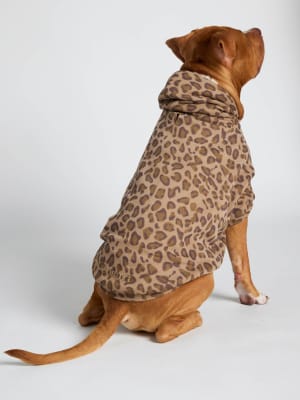 Brown Leopard / Kash