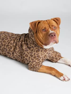 Brown Leopard / Kash