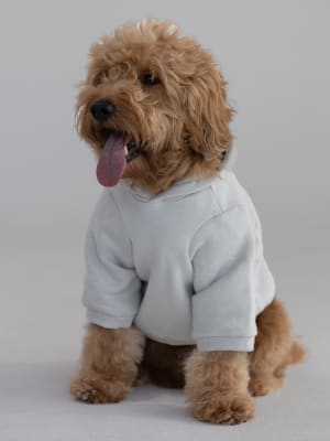 Standard Paw Hoodie: undefined