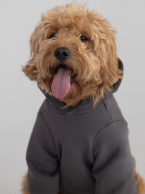 Tranquil Paw Hoodie: undefined