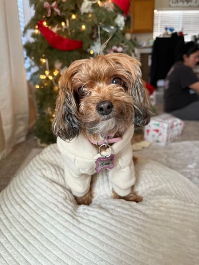 Laila