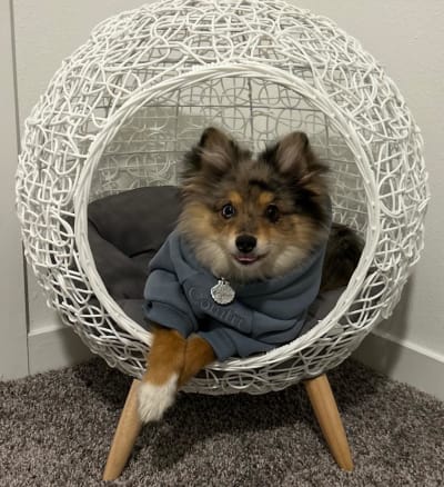 Kai The Pomsky